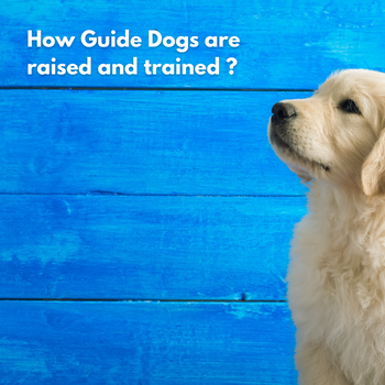 Guide dogs News and Updates